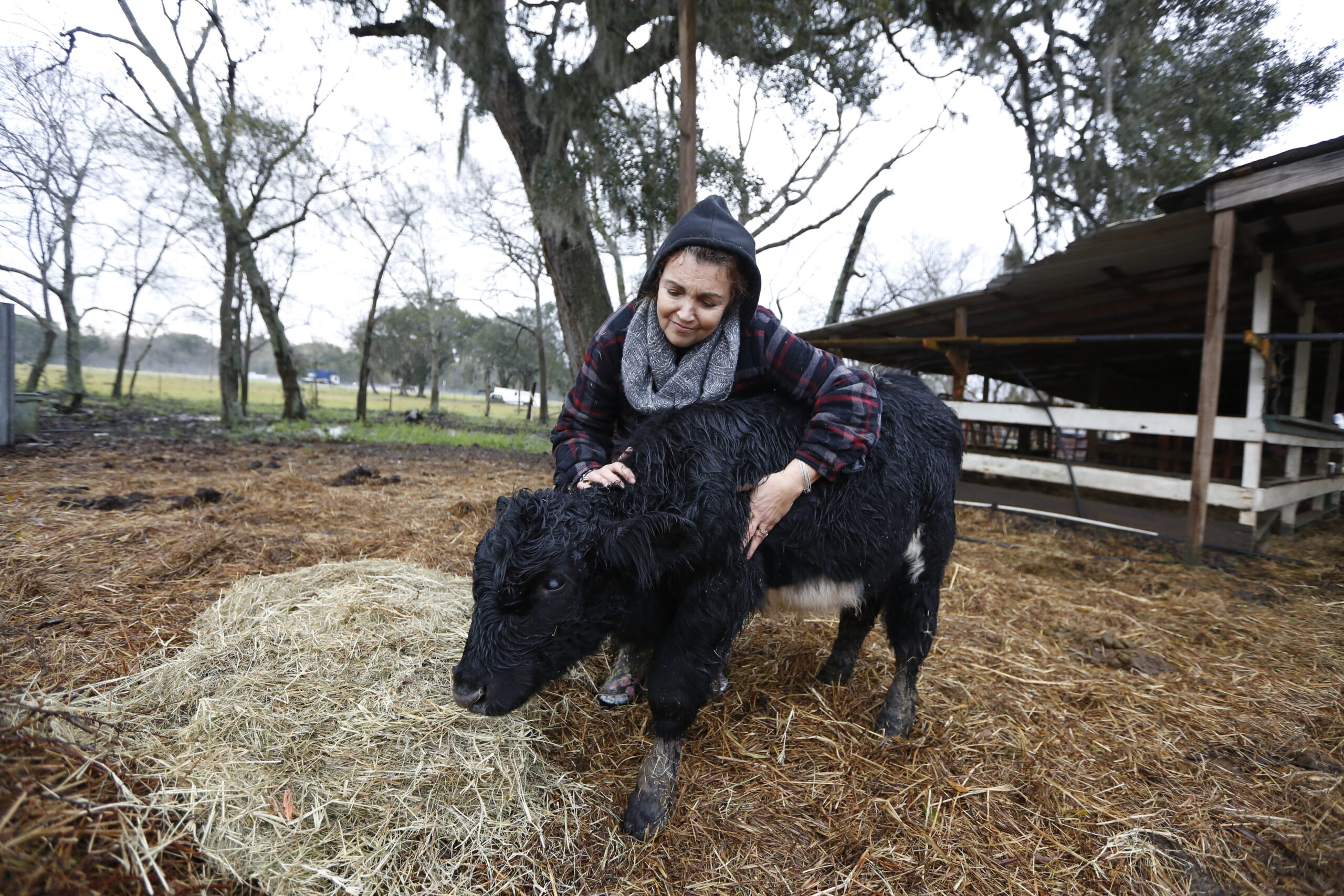 A woman petting a cow who is standing on a bed of hay outdoors. A woman petting a cow who is standing on a bed of hay outdoors.