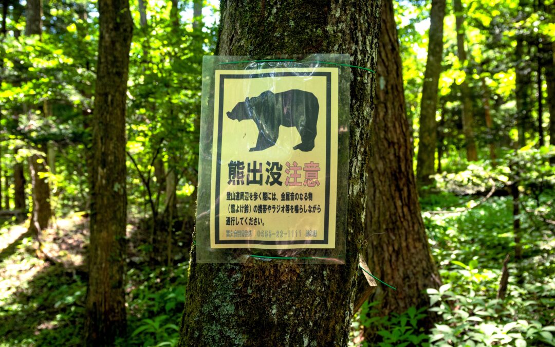 The strange reason why bears are attacking people in Japan