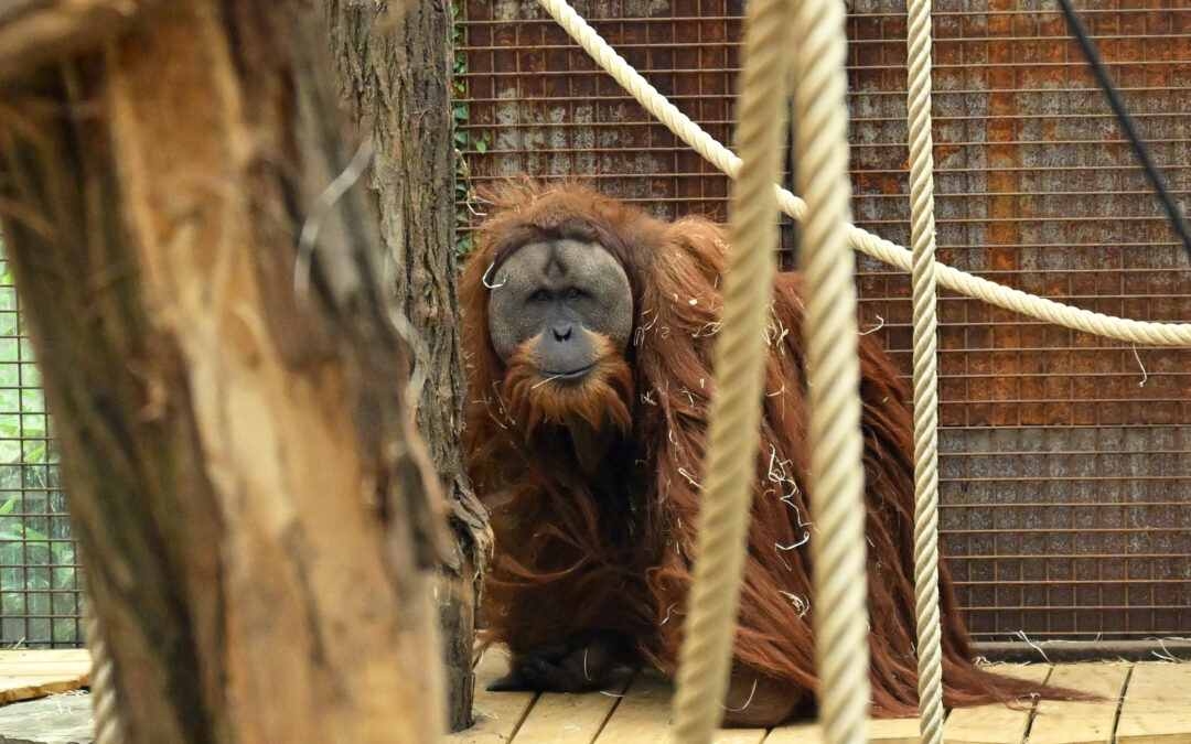 We’re discovering new species faster than ever — and it might be our best chance to save them
