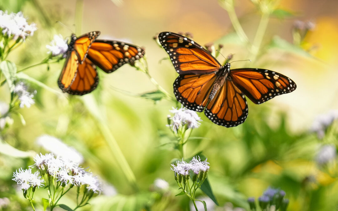 Scientists finally have something hopeful to tell us about monarch butterflies