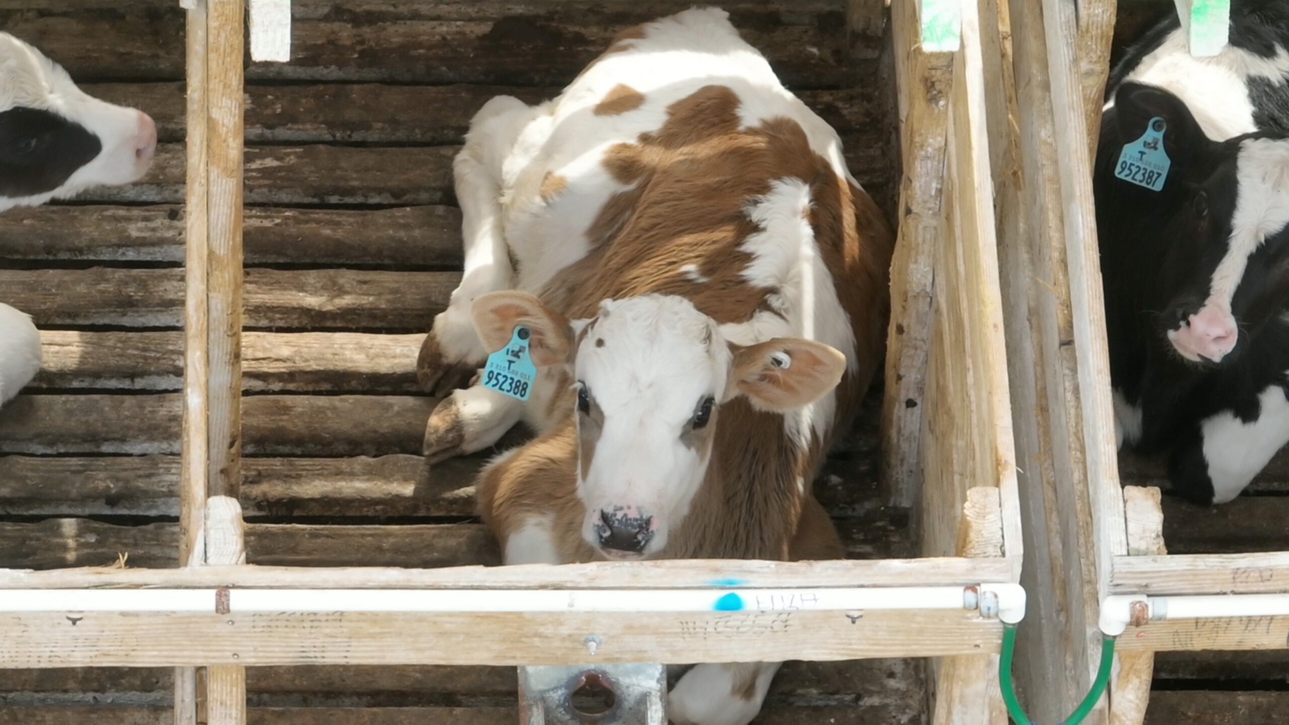 three young calves with teal tags on their ears are laying down in very small wooden stalls three young calves with teal tags on their ears are laying down in very small wooden stalls