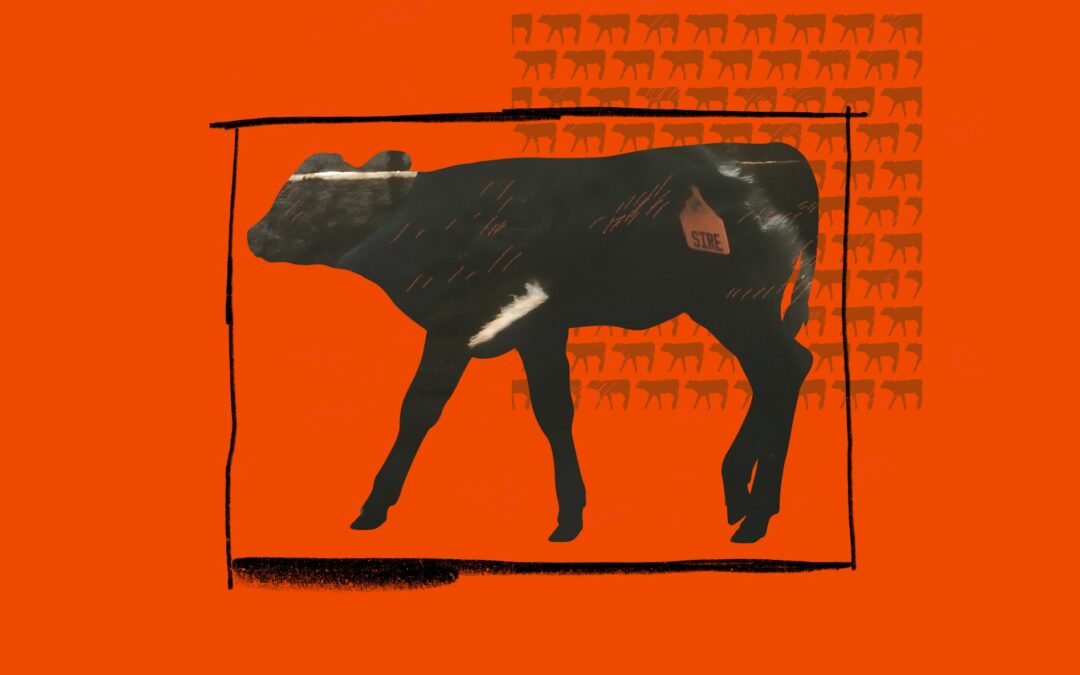 The giant loophole that lets Big Dairy keep baby cows in solitary confinement