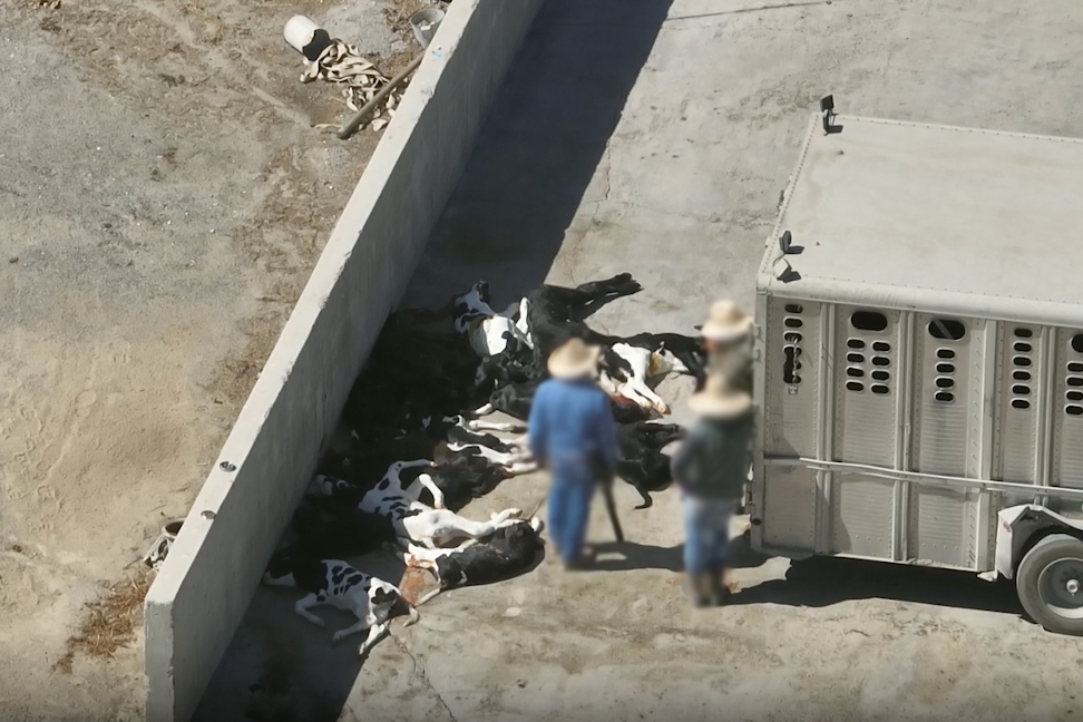 three people stand near a pile of euthanized calves, one is holding a rifle. A trailer is parked with its back right up against the pile three people stand near a pile of euthanized calves, one is holding a rifle. A trailer is parked with its back right up against the pile