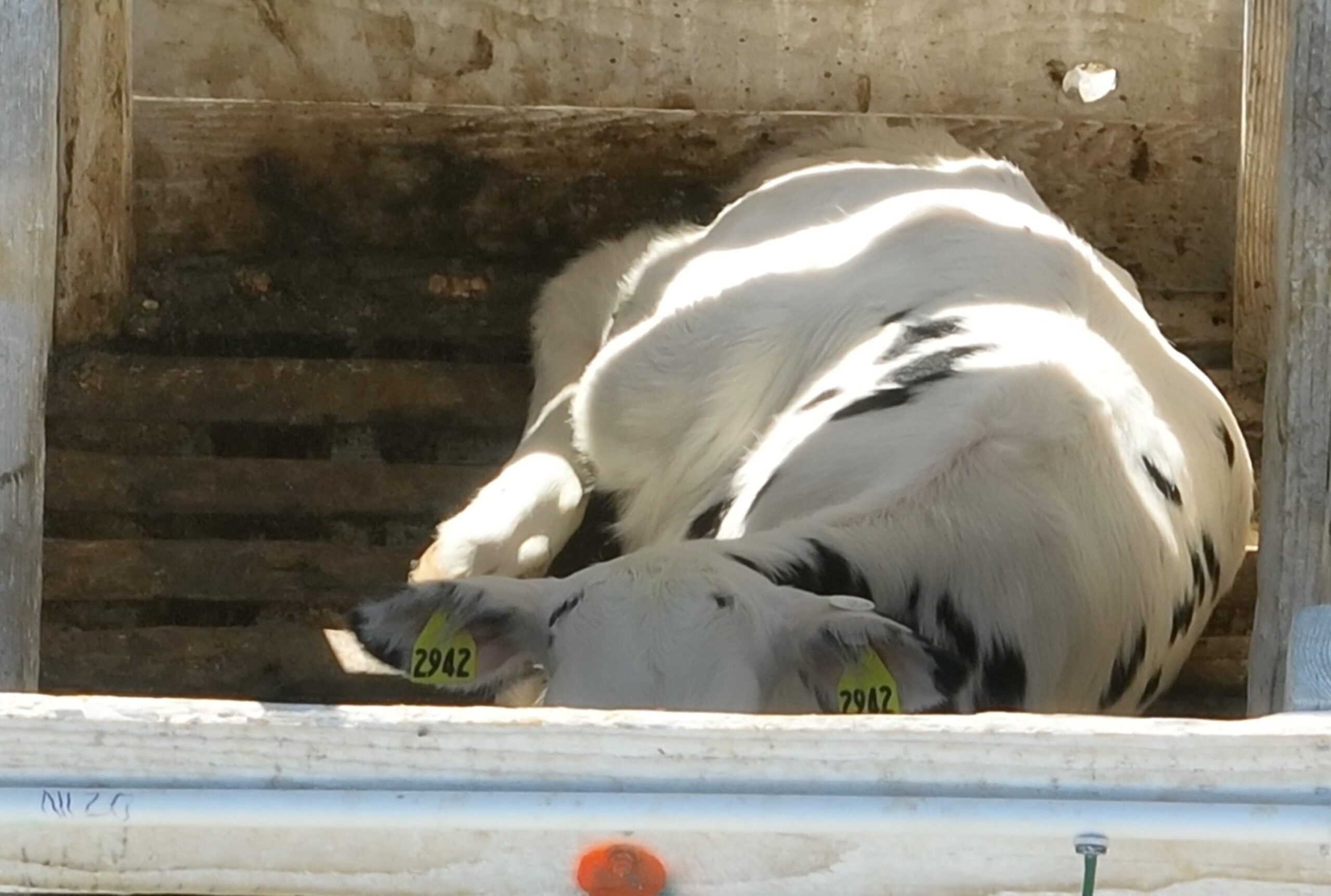 a calf with yellow ear tags in a small wooden stall a calf with yellow ear tags in a small wooden stall