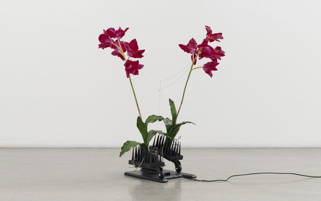 Ghost orchid in the machine