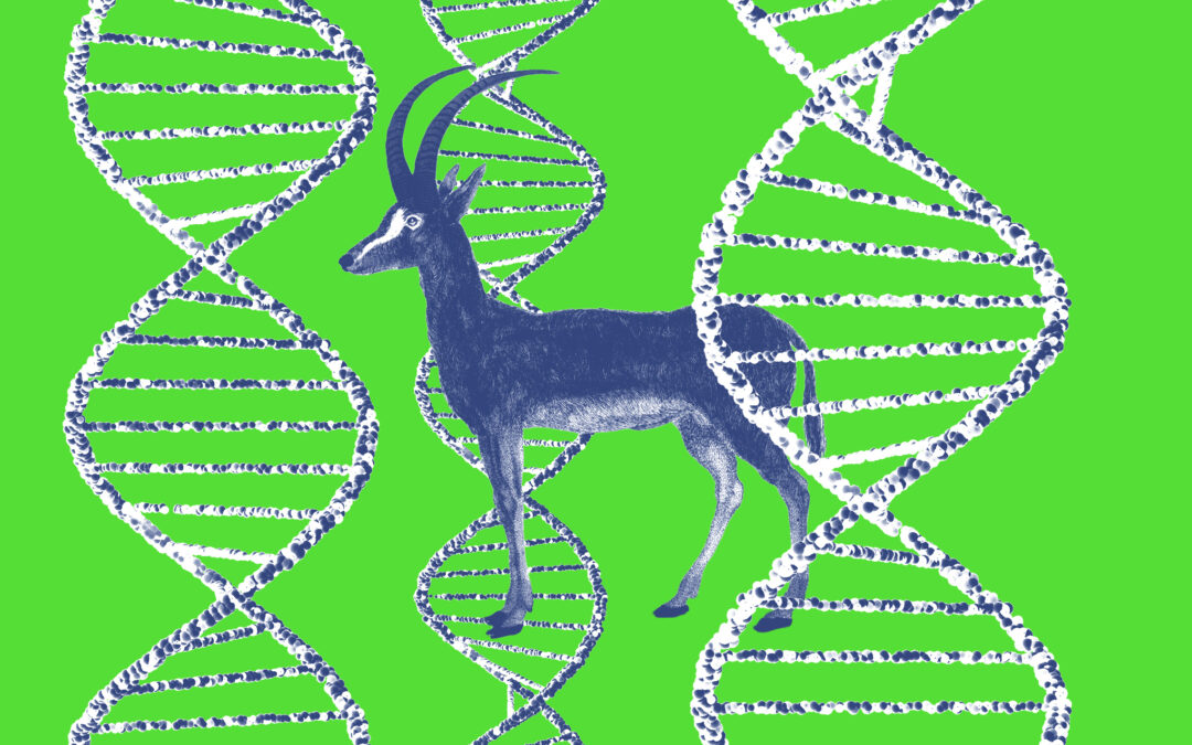 Is this ‘de-extinction’ project actually onto something?