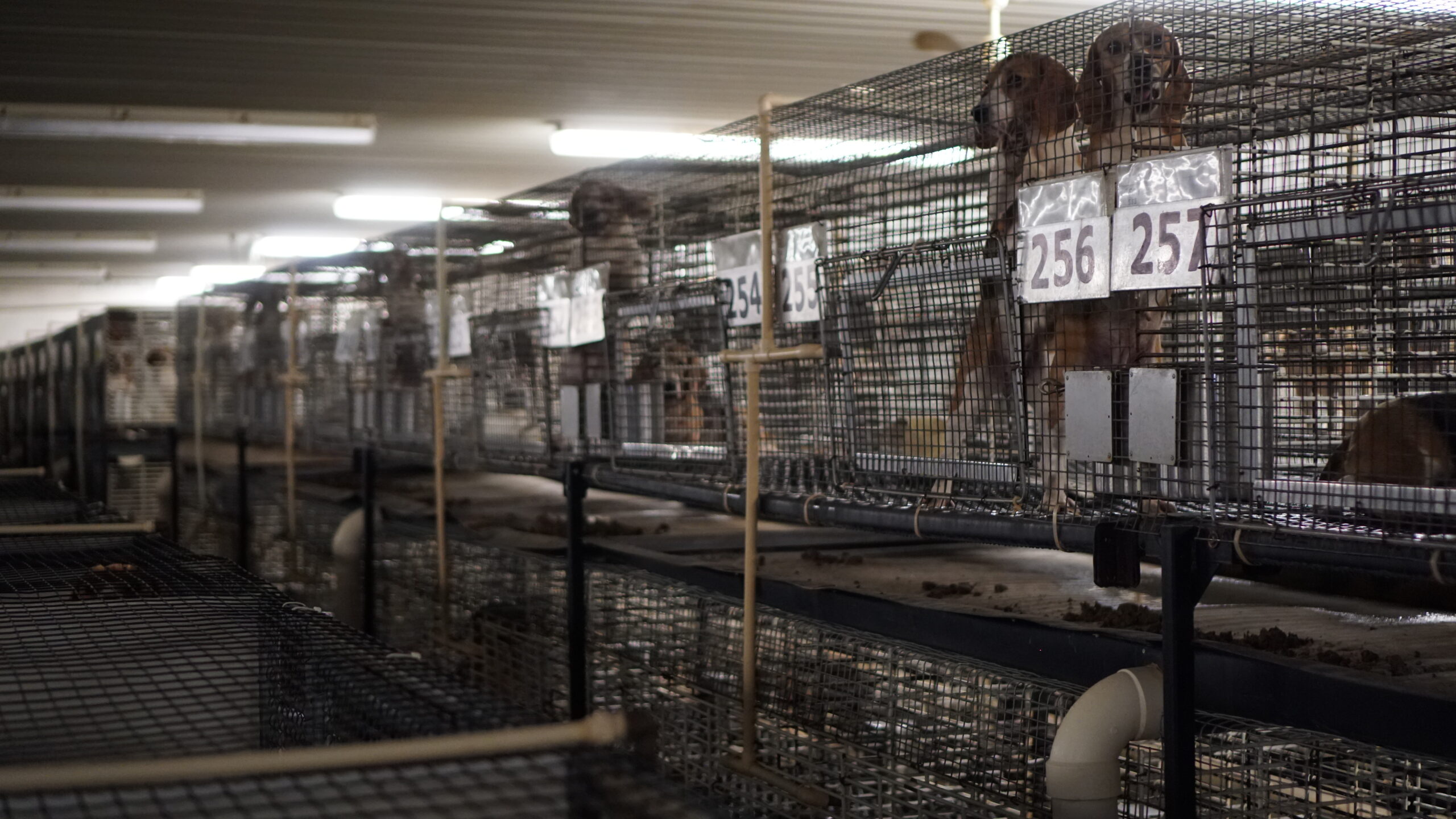 Rows of beagles stand in stacked wire cages inside a fluorescent-lit kennel, with numbered tags on the cage fronts.