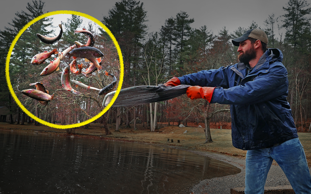 Why are states unleashing millions of these fish?