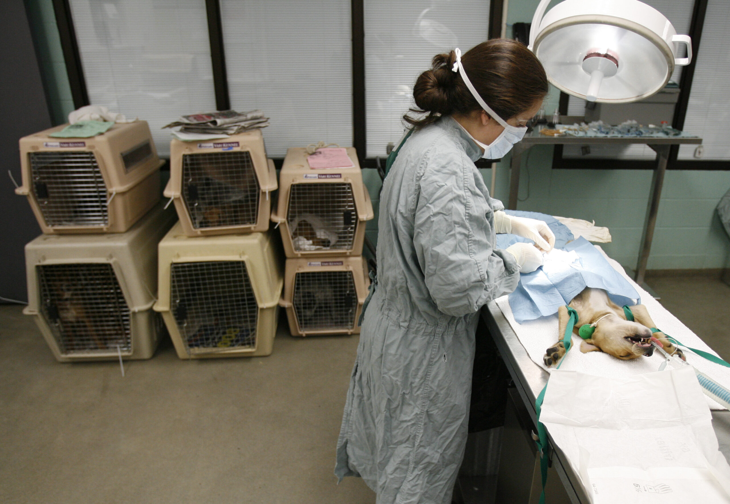 A veterinarian is operating a spay/neuter surgery on a dog on a table. Behind her there are six small kennels with other dogs awaiting surgery.