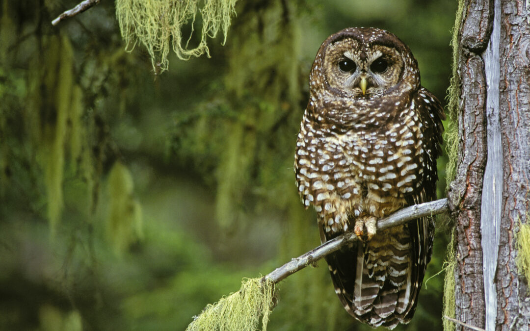 The surprising truth about logging