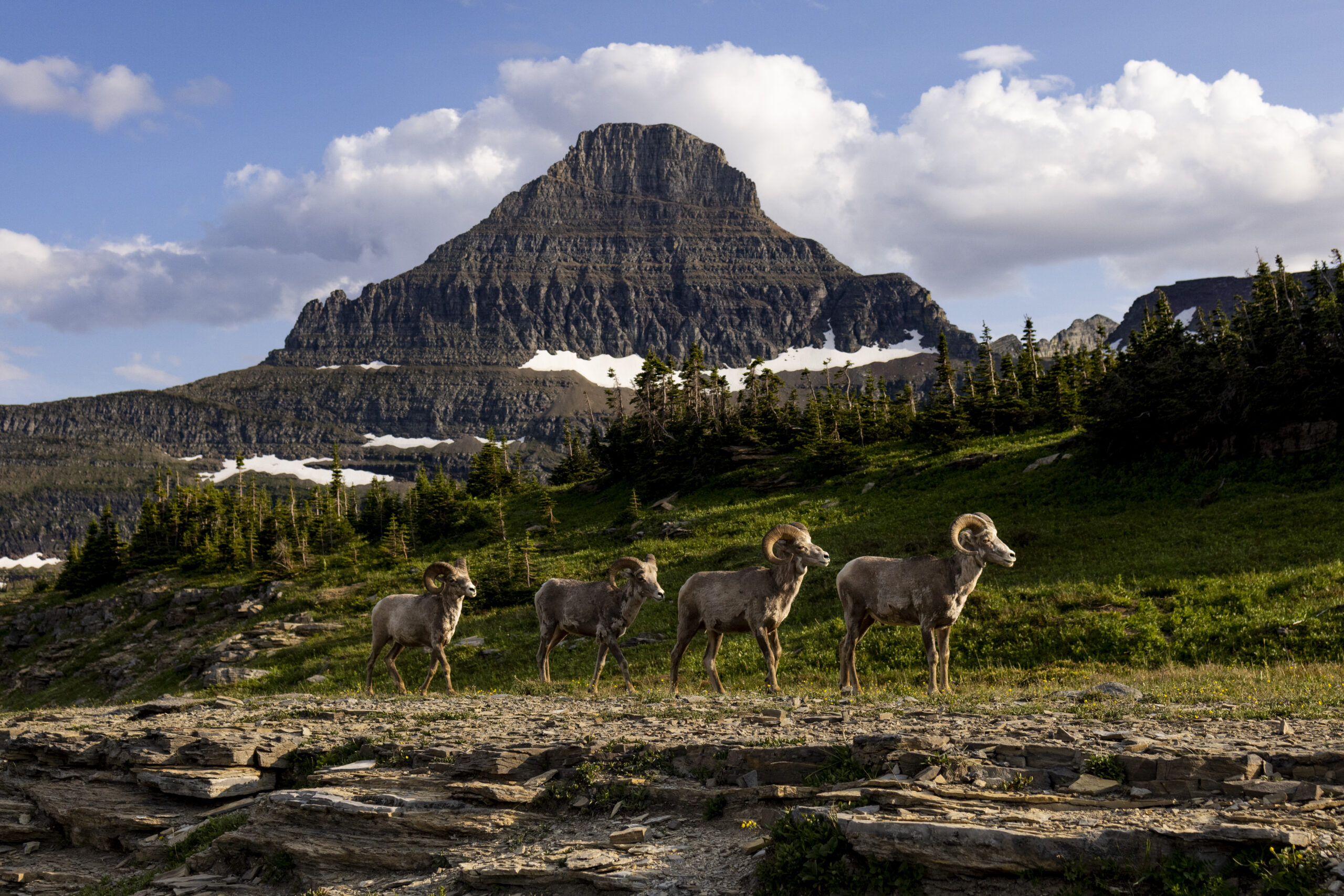 A group of bighorn sheep in front of a mountain range