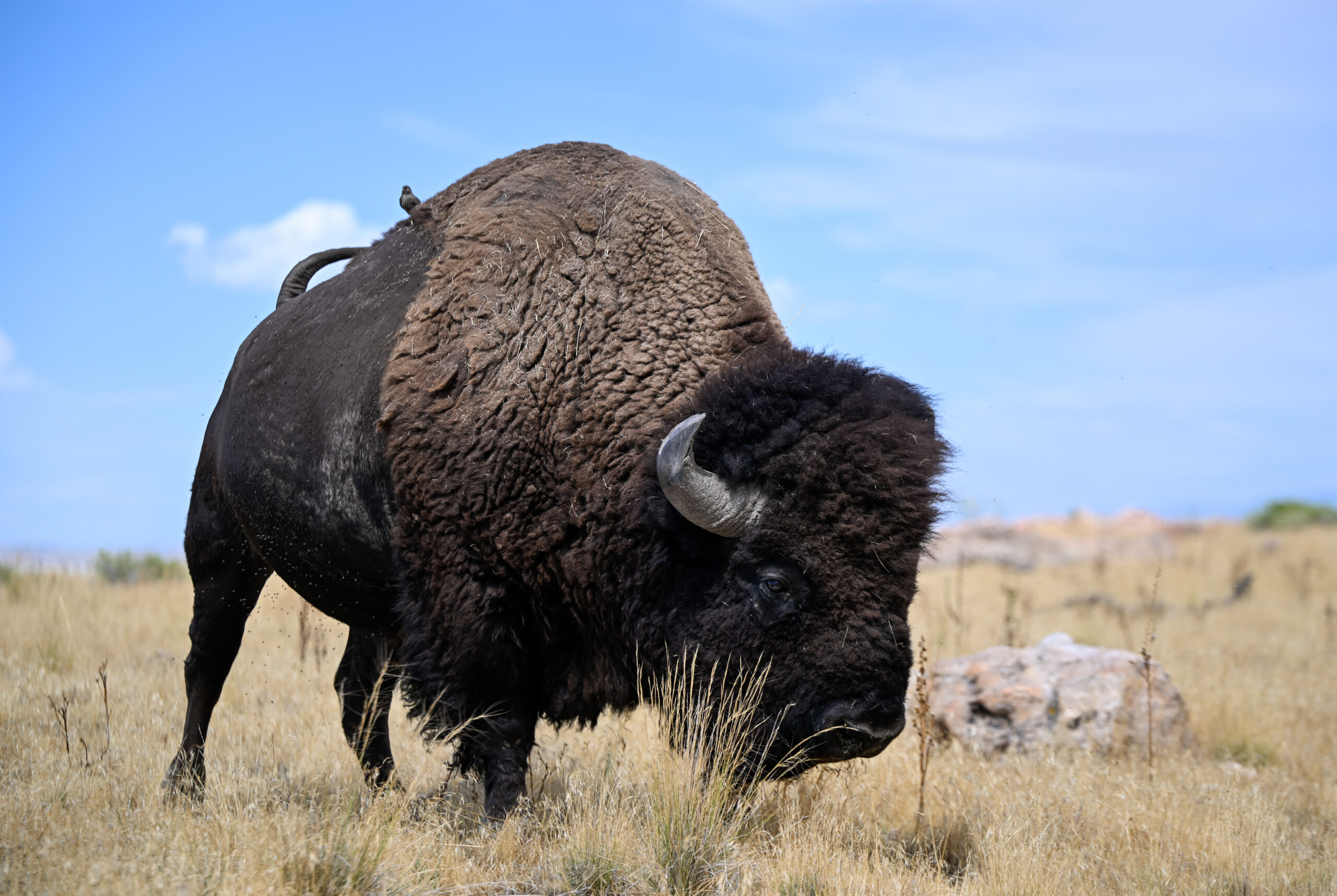 A bison stands in the foreground with a blue sky and yellow plains behind it.