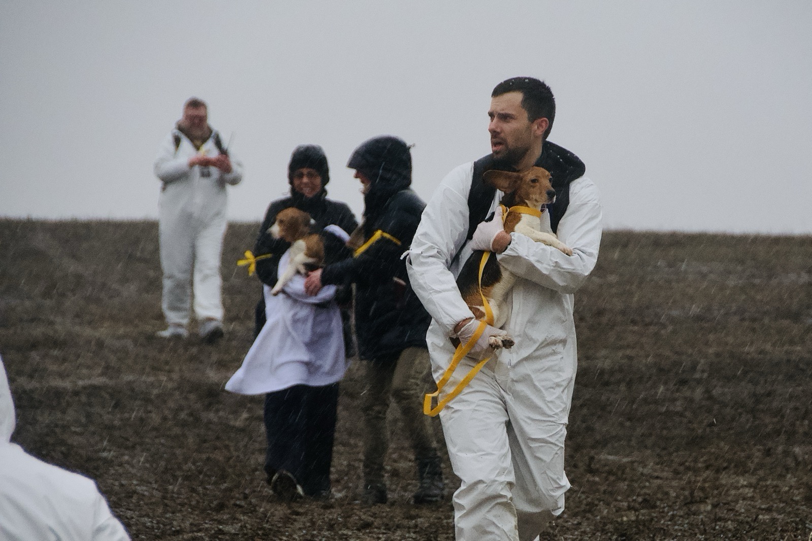A man in a white protective suit carries a small brown-and-white dog through a barren field in falling hail, while other people behind him carry dogs on yellow leashes.