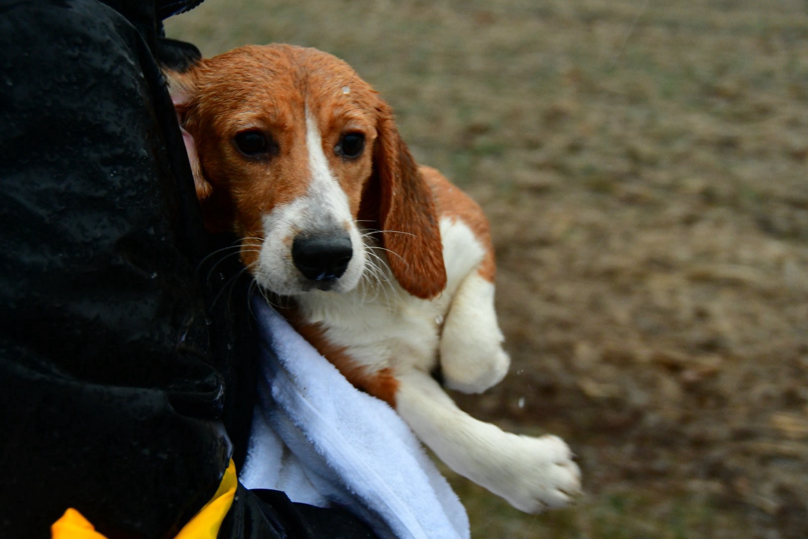 A wet brown-and-white beagle is held against a person in rain gear, wrapped partly in a towel outdoors.