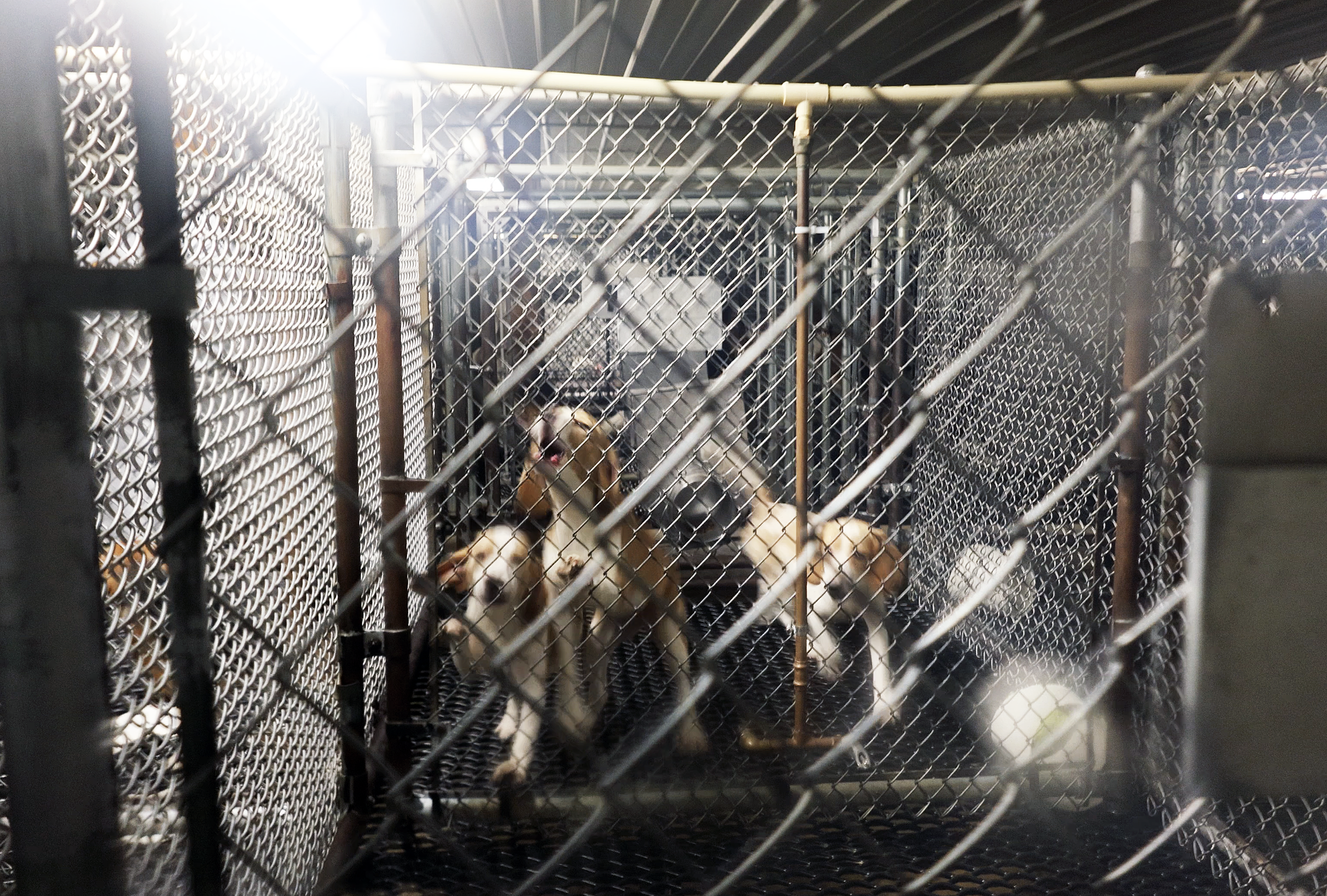 Several beagles stand behind chain-link fencing inside a narrow, fluorescent-lit kennel with metal flooring.