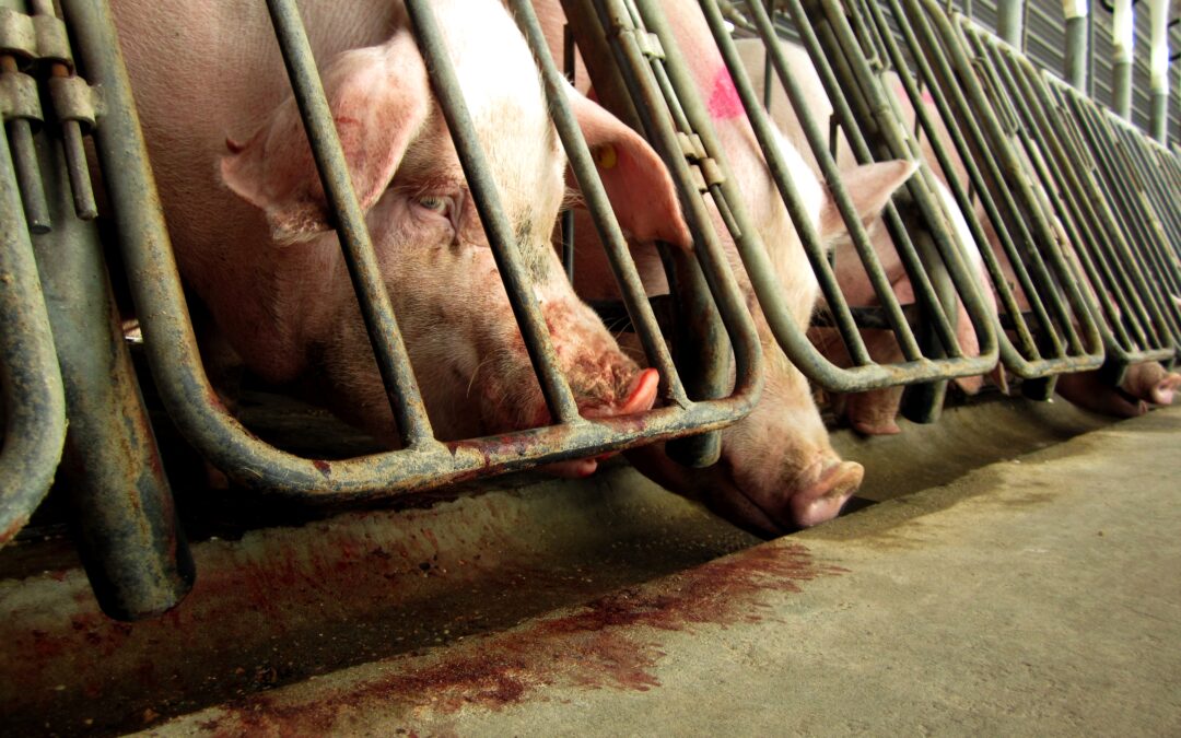 Millions of people voted for these animal welfare laws. Congress is trying to overturn them.