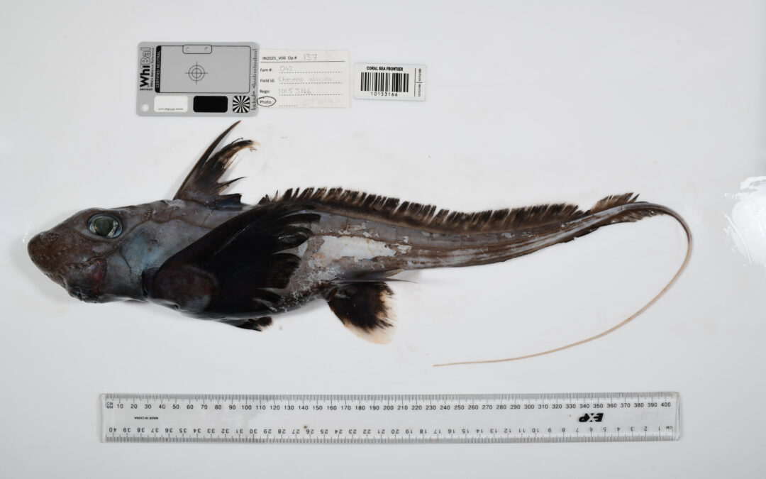 Photos reveal strange sea creatures that scientists have never seen before