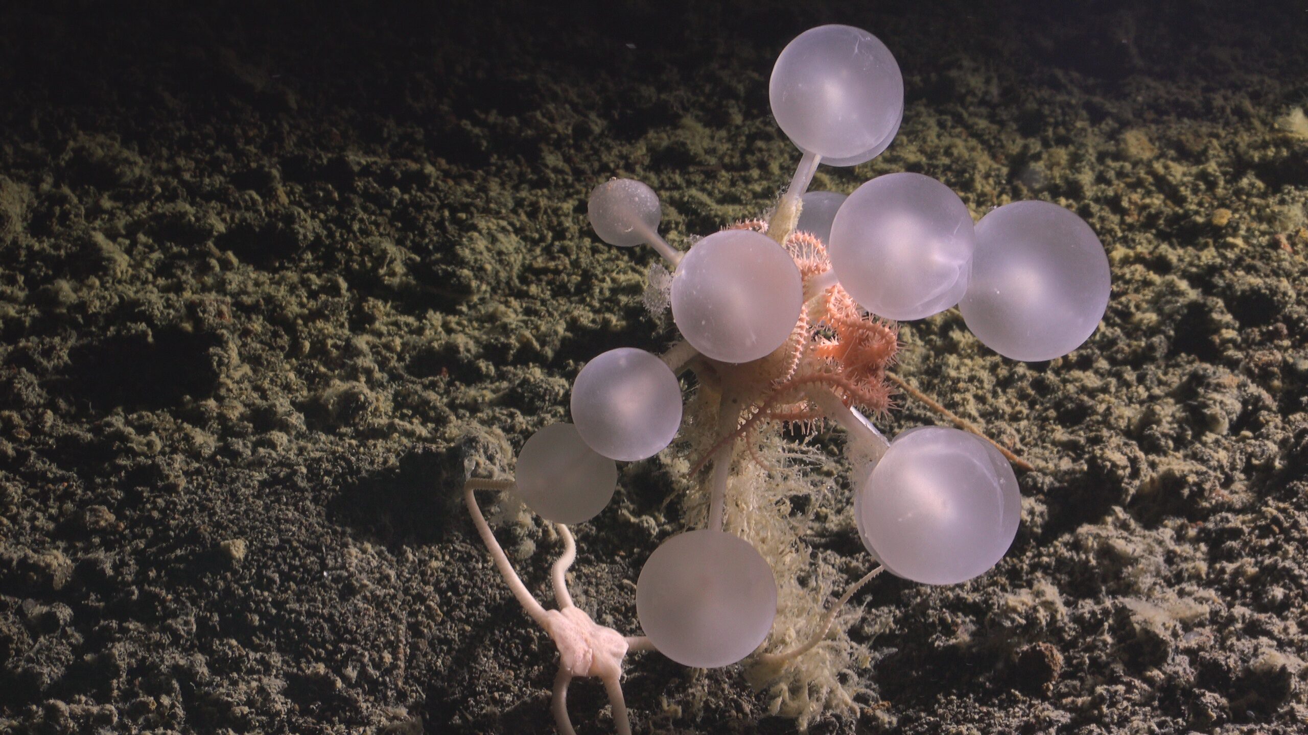 a lavender and pink sea sponge with translucent balls on the ends of several stalks.