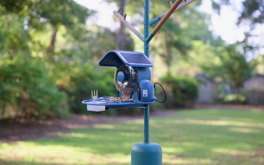 This smart bird feeder captures more of my backyard drama
