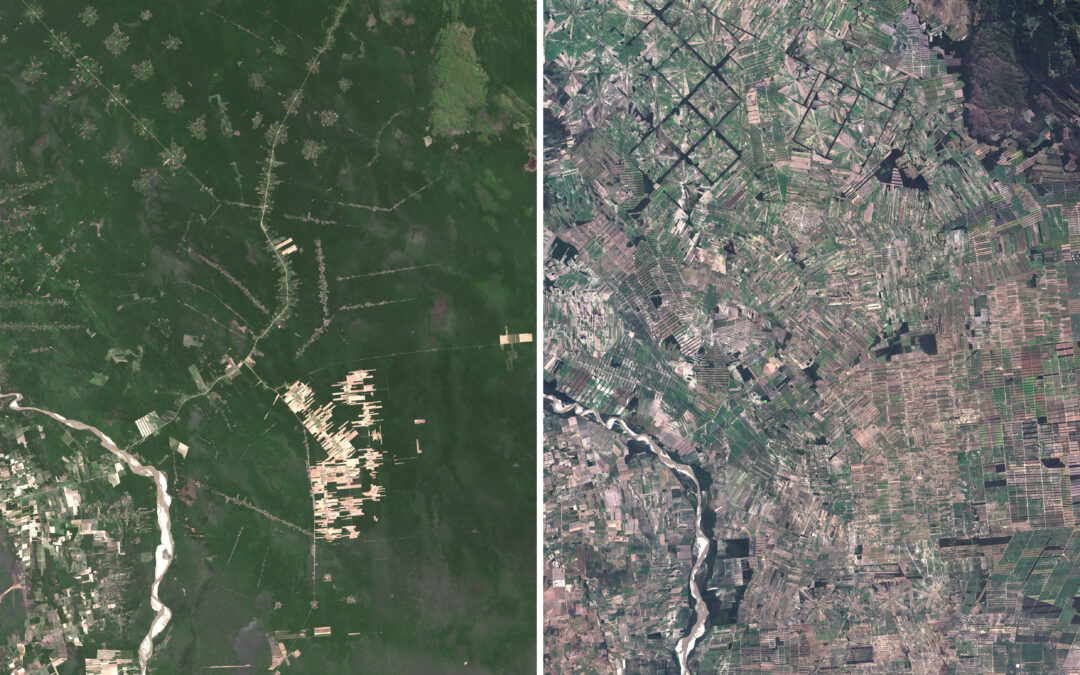 These tropical forests are critically important. Why is this religious sect cutting them down?