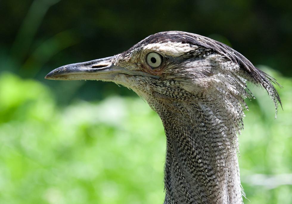 The feather head of a Kori Bustard is seen looking to the left. The feather head of a Kori Bustard is seen looking to the left.