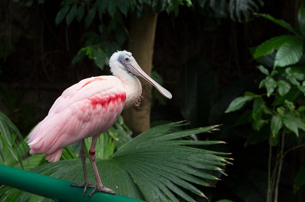 A roseate spoonbill stands in the foreground in an area with tropical foliage. A roseate spoonbill stands in the foreground in an area with tropical foliage.