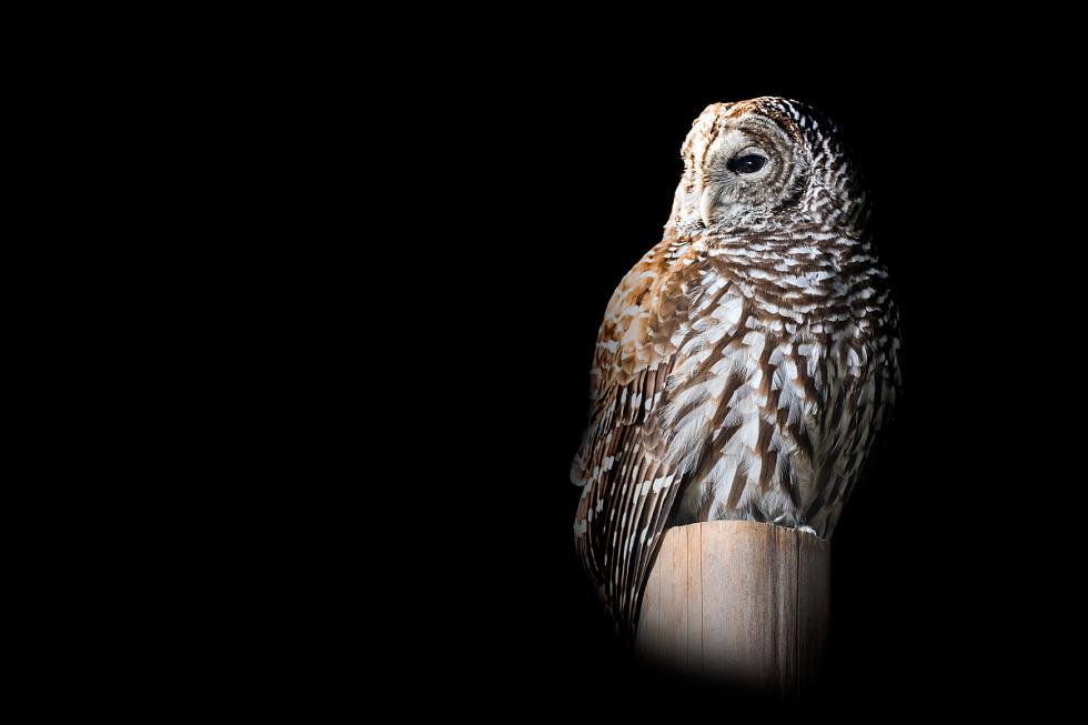 A single barred owl stands on a small platform against a black background, looking to the side. A single barred owl stands on a small platform against a black background, looking to the side.