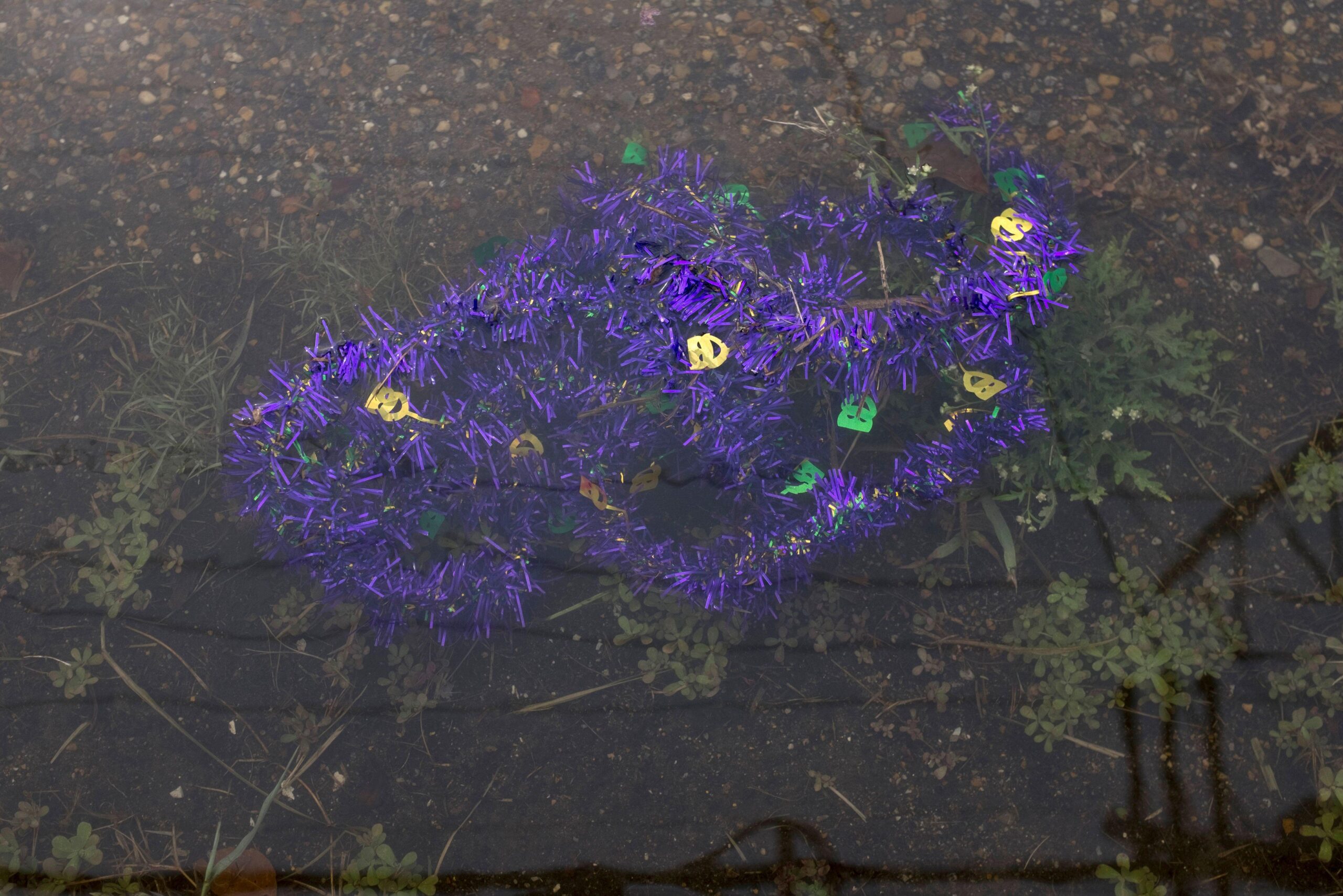 Purple Mardi Gras decorations float in shallow water.