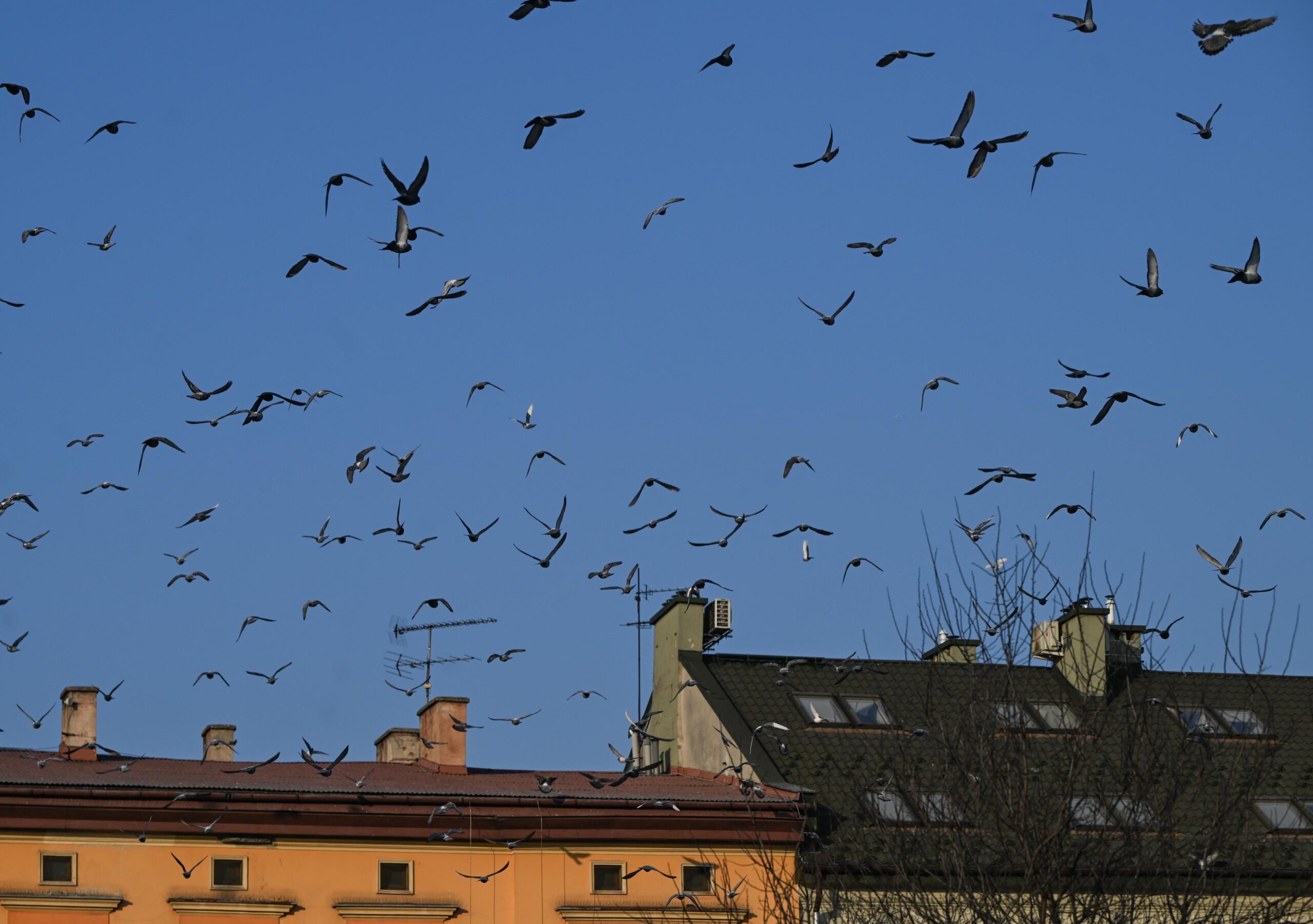 Crows fly in the air agains a blue sky over a set of buildings. Crows fly in the air agains a blue sky over a set of buildings.