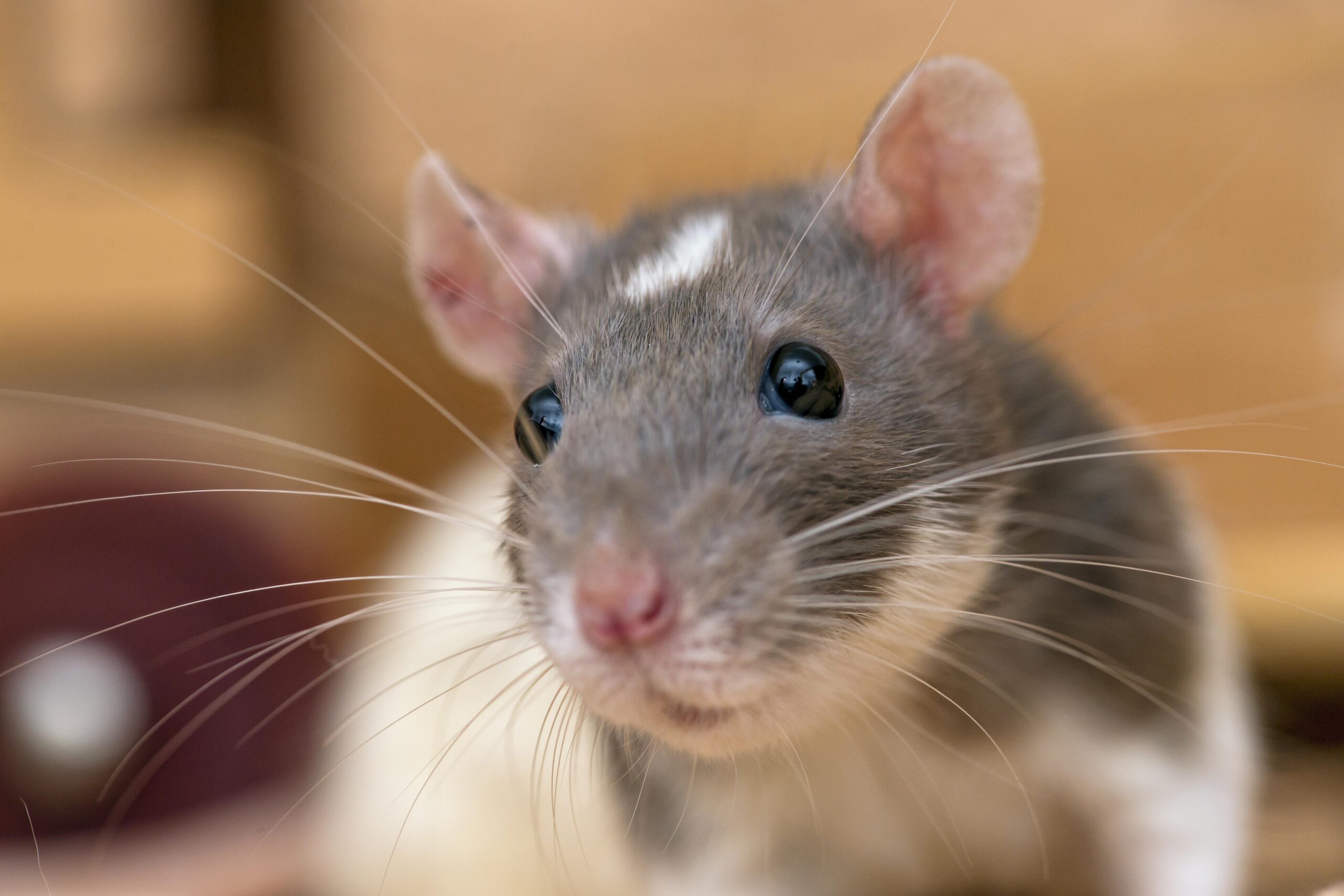 A close-up of a pet rat.
