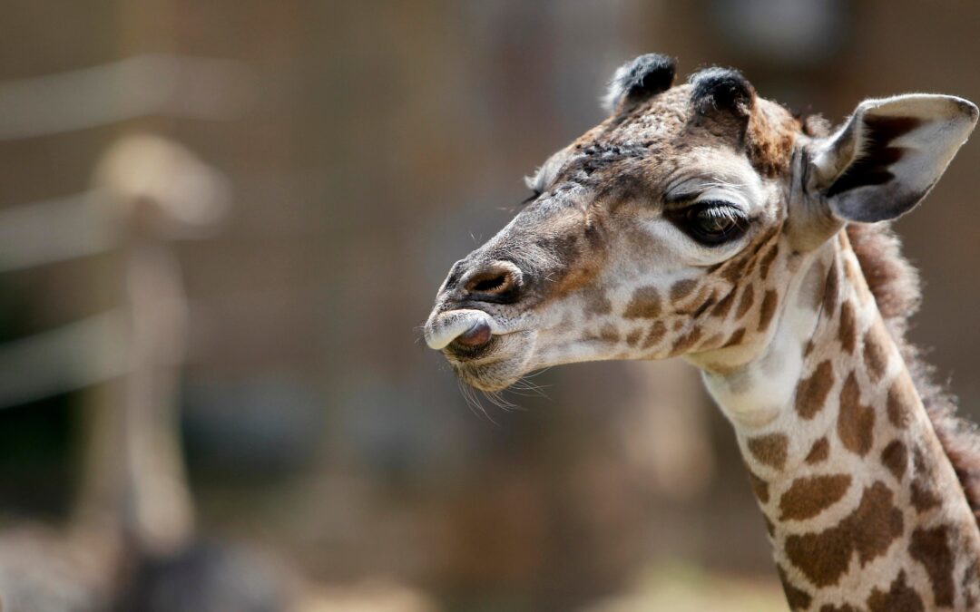 There’s an escaped giraffe on the run in Texas. Why was she there at all?
