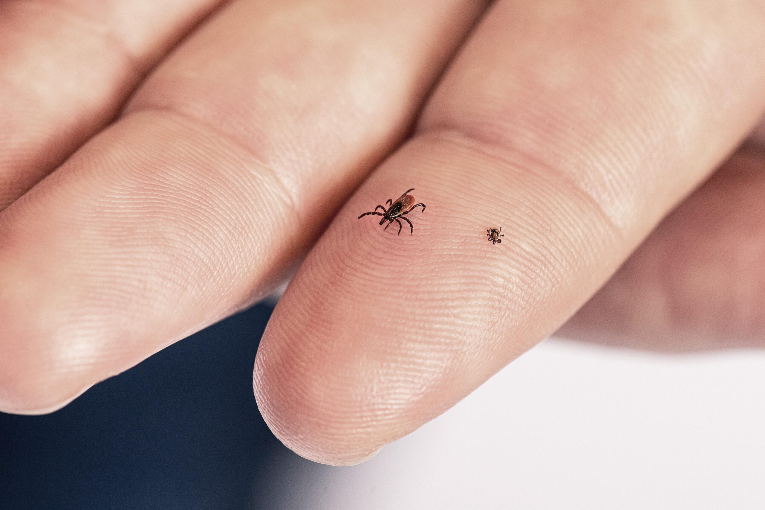 An adult tick and a nymph, shown on a person’s finger. An adult tick and a nymph, shown on a person’s finger.