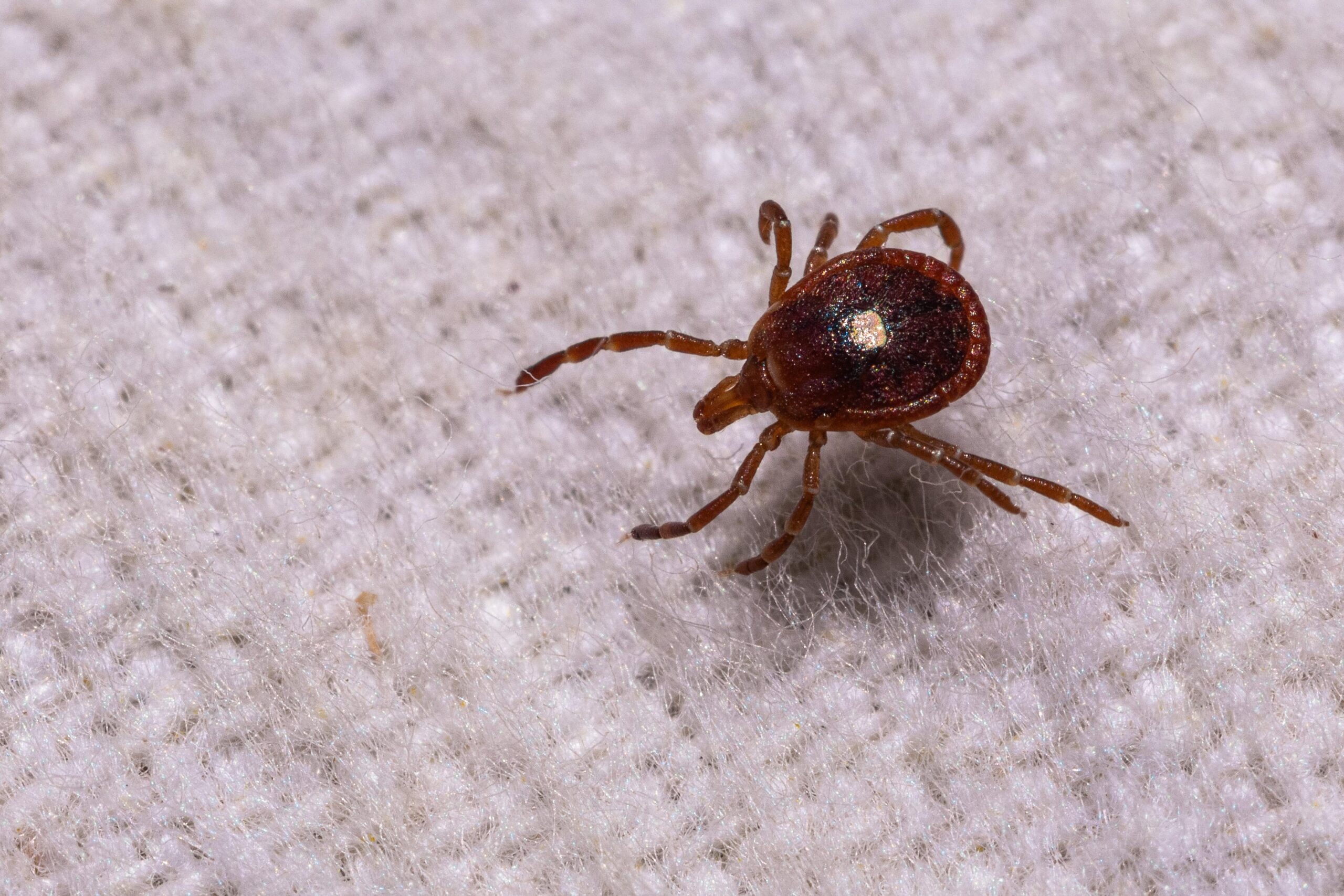 A brown adult tick, shown on white fabric. A brown adult tick, shown on white fabric.