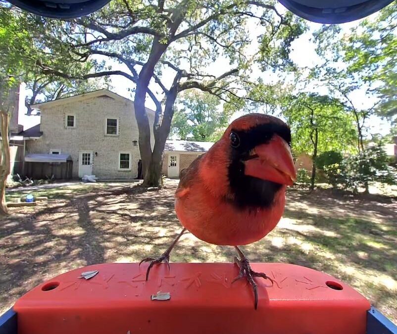 The solar-powered Birdbuddy Pro is on sale for $168, the lowest price yet
