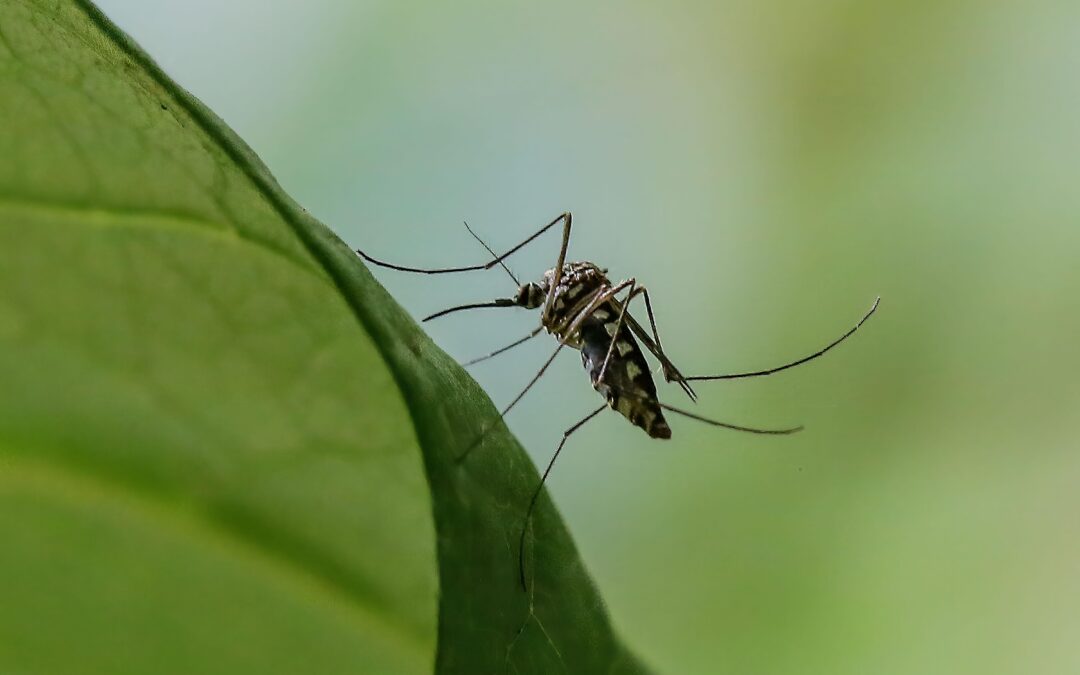 Why we don’t actually want a world without mosquitoes