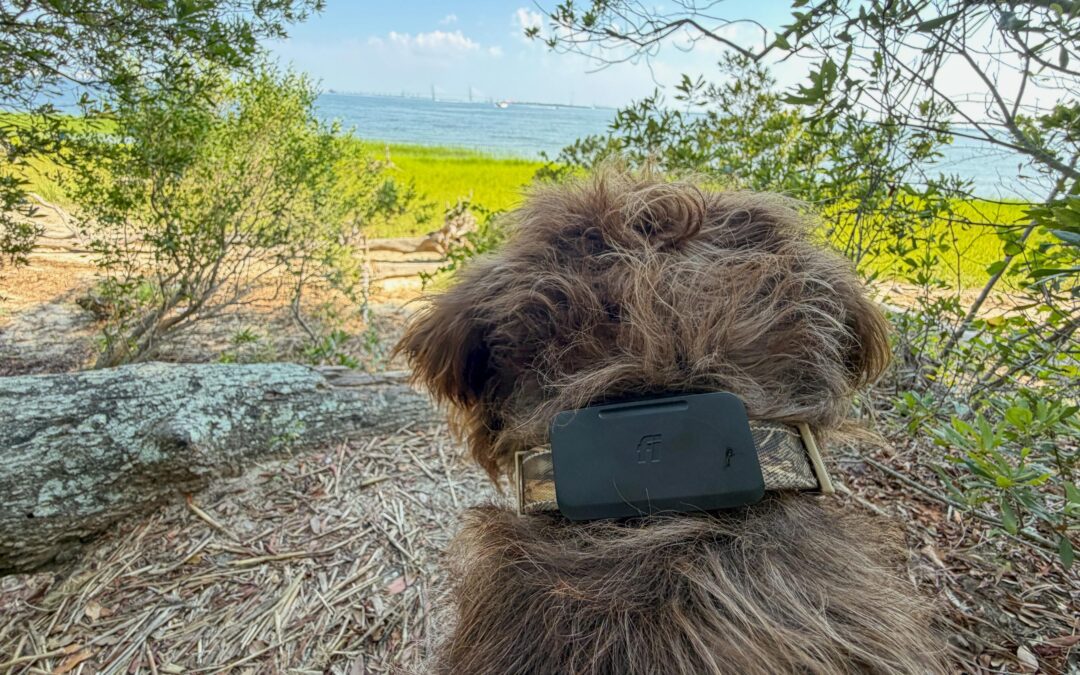 Fi’s Starlink-enabled pet tracker found my dog when LTE couldn’t