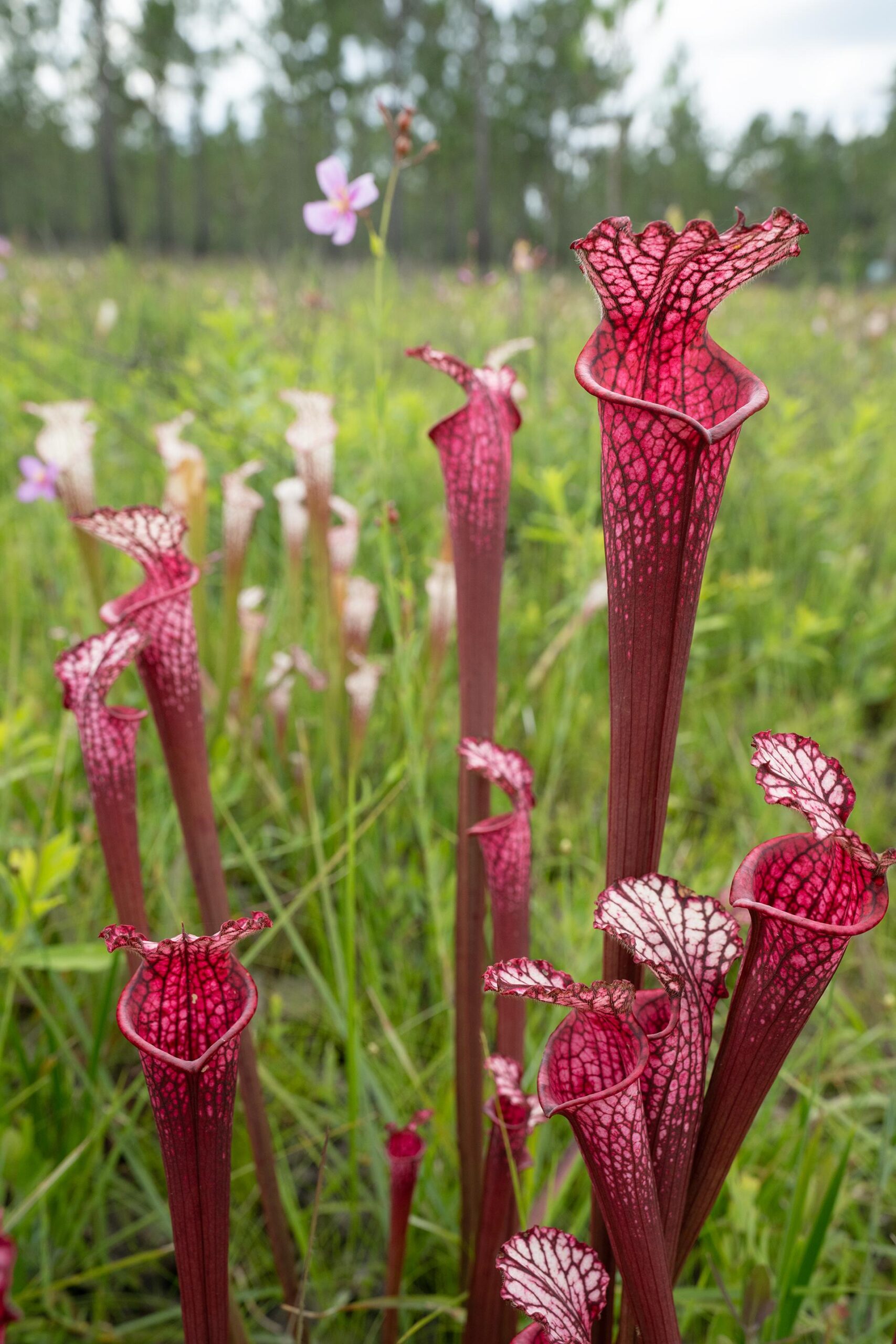 Red lacy pitcher plants.