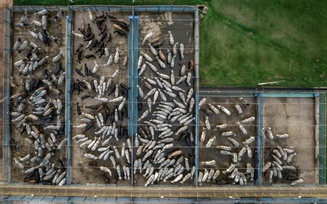 Leather is not an innocent byproduct of the meat industry