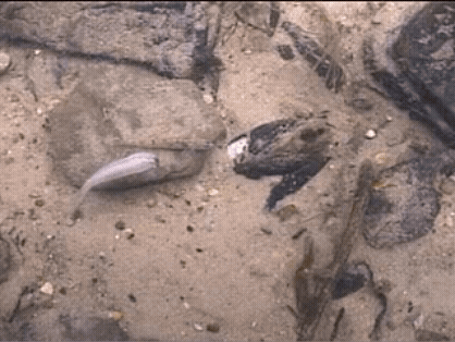 A waving fishlike lure attached to a mussel buried in sand.