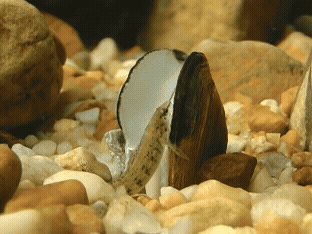 A mussel shell opening up and grabbing a fish.