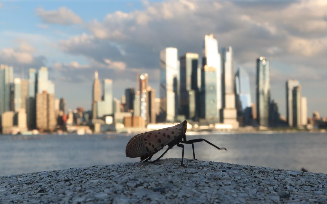 The lanternflies are here. Is it okay to stomp them?