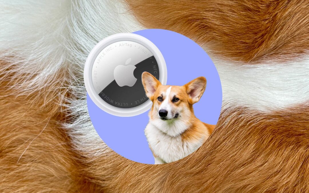 The everyday tech I use to track my corgi