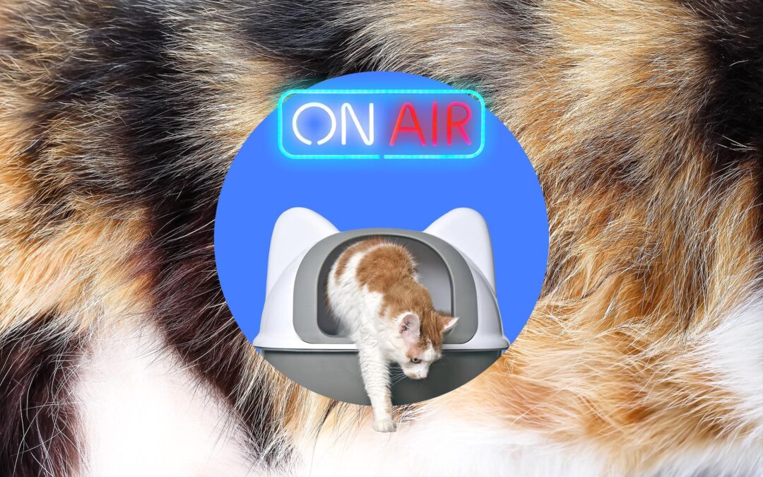 I ruined my cats’ toilet time with a motion-activated neon litter box sign