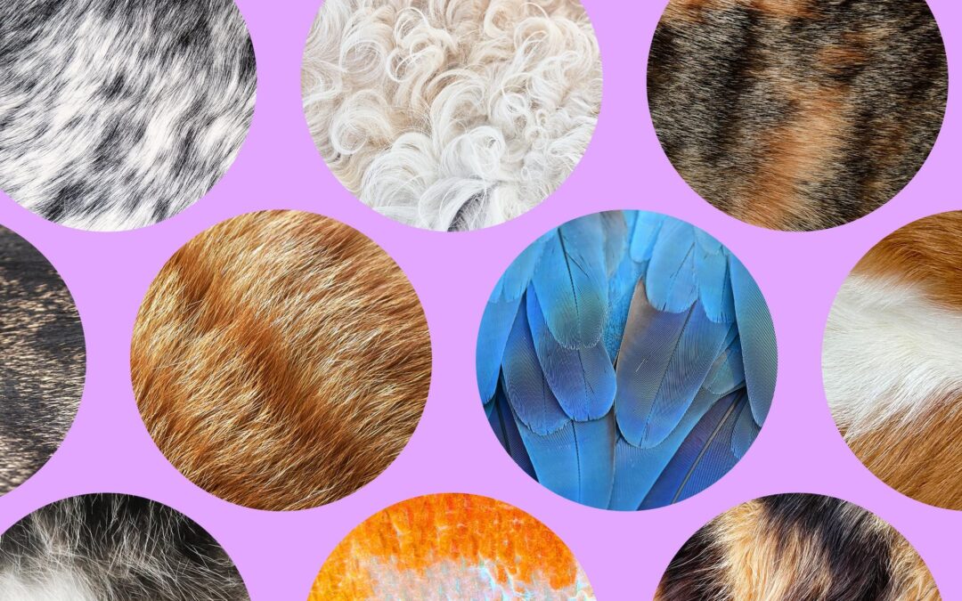 The Verge Guide to Pets