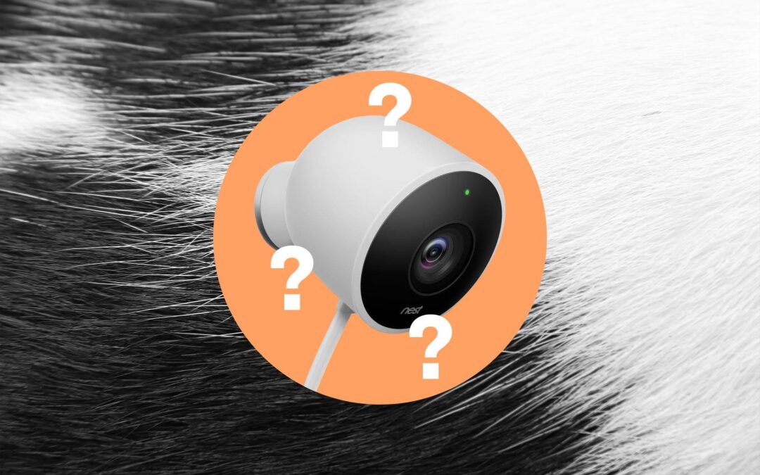 Google’s Pet Memory forgot who my cats are