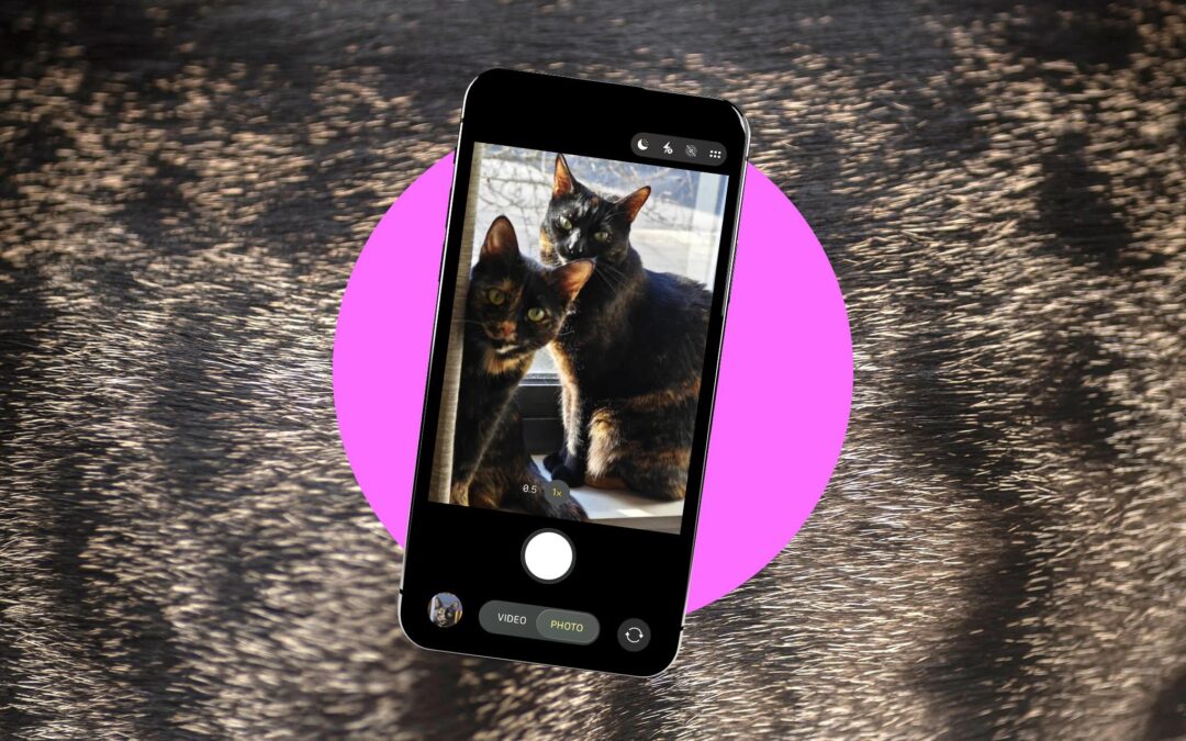 How to take better photos of your pets