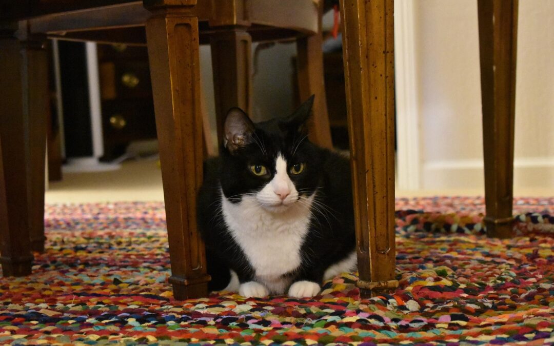 The piano that taught my cat to play for her supper