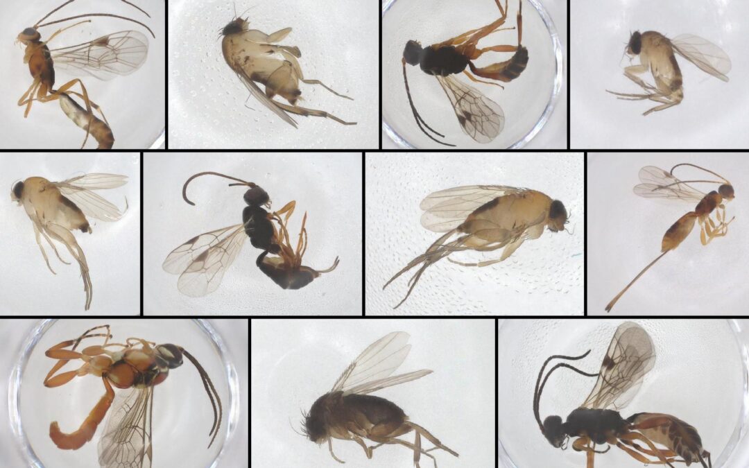 We think we just discovered some new species living in New York City