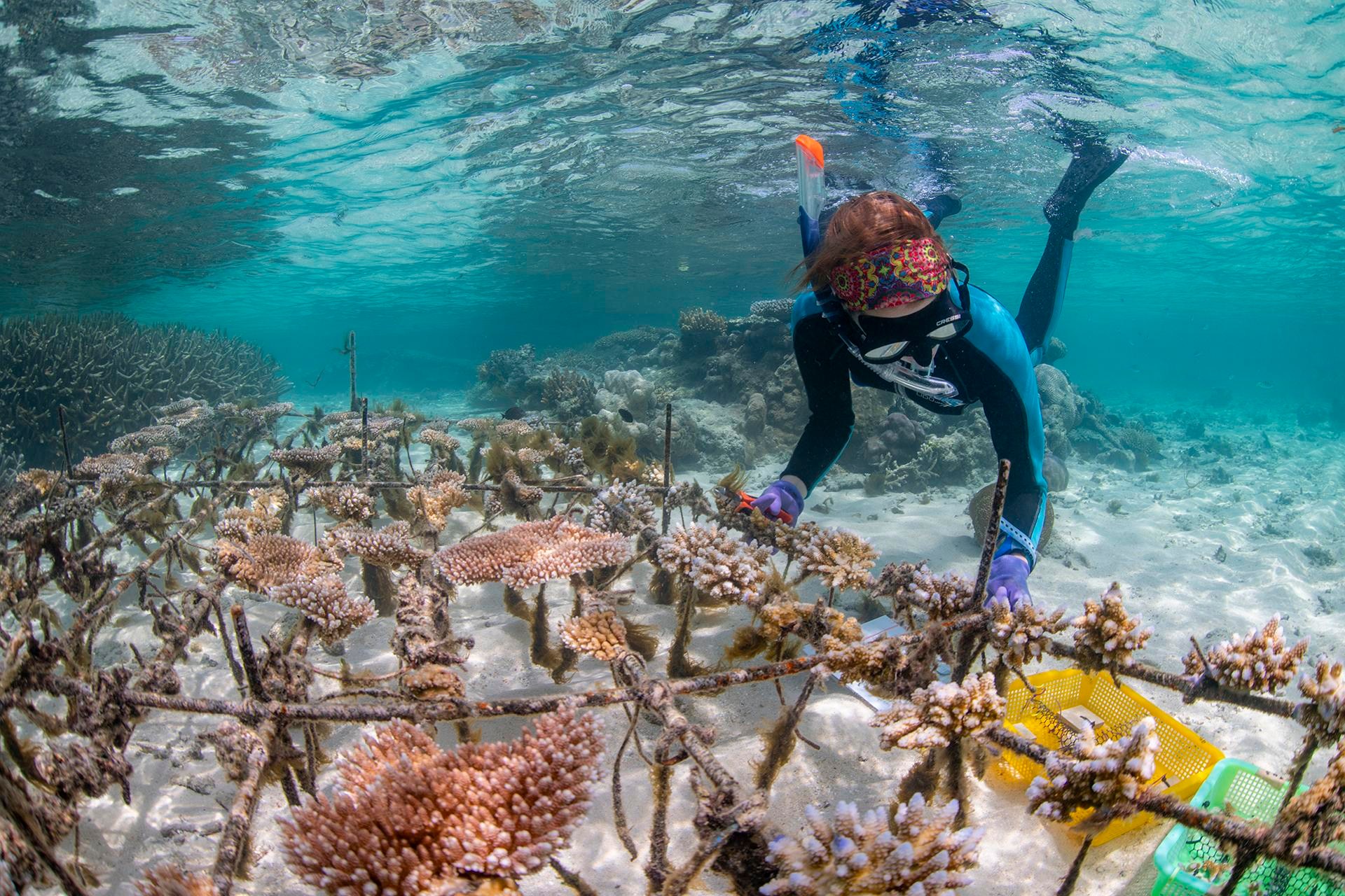 A woman on the seafloor holds onto a metal rack full of coral