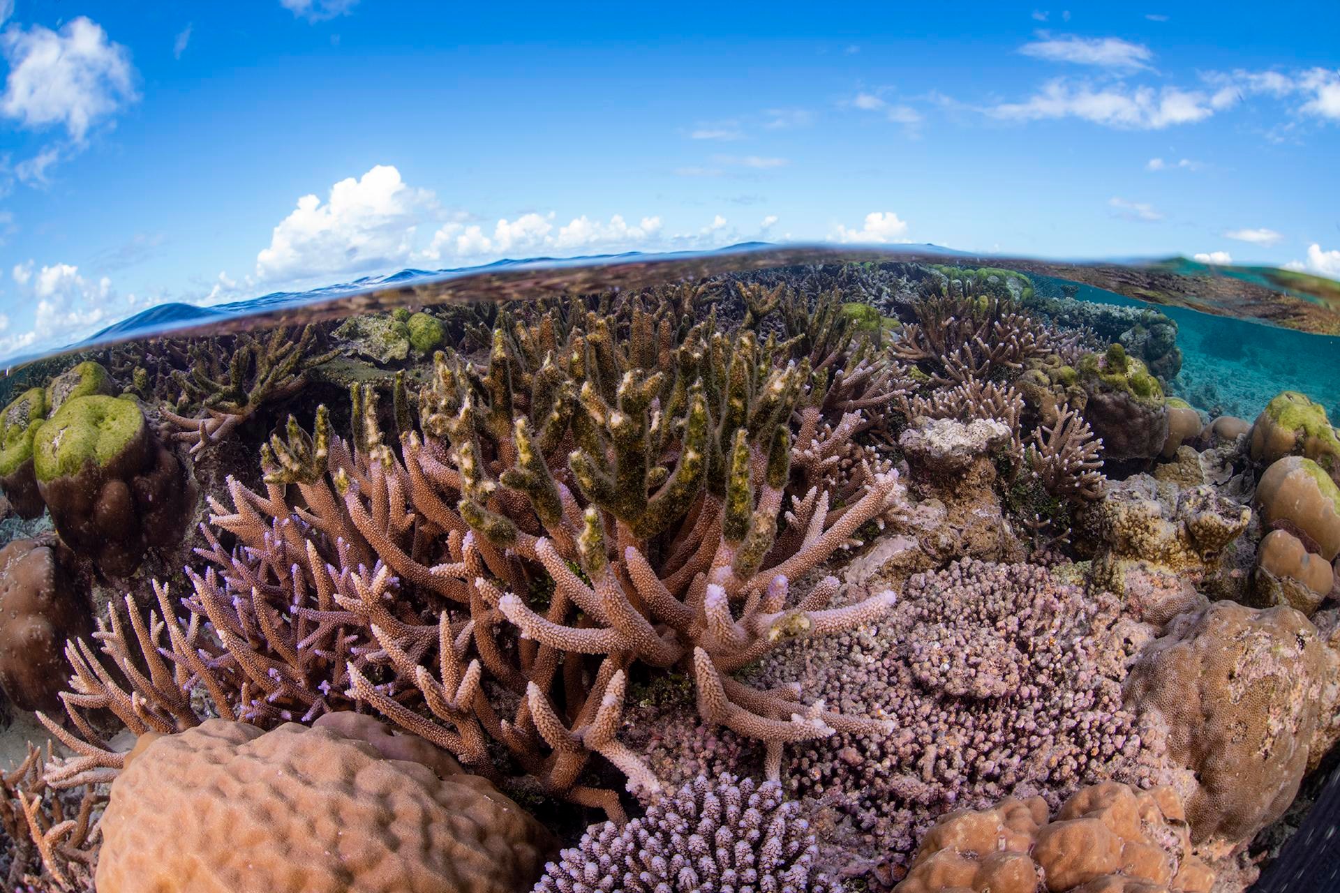 a split view of a bright blue sky and a densely coral-filled underwater scene